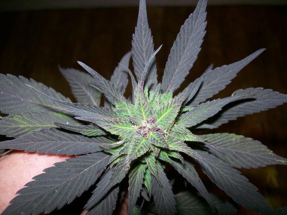 Valhalla Seeds Blue Widow